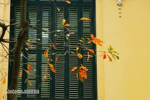 Hanoi Transforms into a Romantic Autumn Paradise During Leaf-Changing Season - image 0