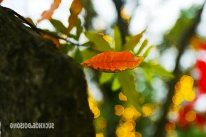 Hanoi Transforms into a Romantic Autumn Paradise During Leaf-Changing Season - image 3