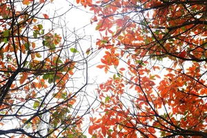 Hanoi Transforms into a Romantic Autumn Paradise During Leaf-Changing Season - image 6