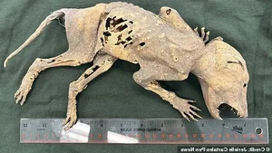 The Mystery of the Chupacabra: Investigating the Legend of the Goat-Sucker - image 1