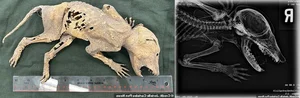 The Mystery of the Chupacabra: Investigating the Legend of the Goat-Sucker - image 0