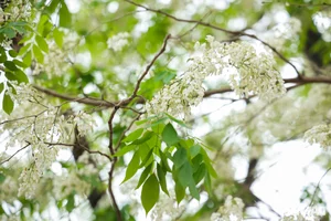 Youth Flock to Hanoi's Most Popular Sưa Flower Tree for Stunning Spring Photos - image 0