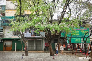 Youth Flock to Hanoi's Most Popular Sưa Flower Tree for Stunning Spring Photos - image 6