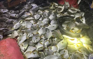 Thousands of Fish Wash Ashore in Quang Ninh After Typhoon Yagi - image 3