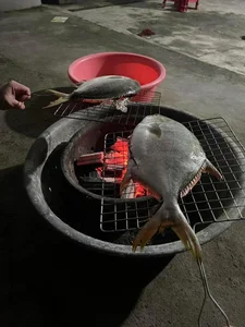 Thousands of Fish Wash Ashore in Quang Ninh After Typhoon Yagi - image 0