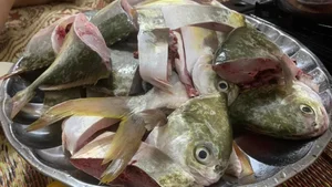 Thousands of Fish Wash Ashore in Quang Ninh After Typhoon Yagi - image 2