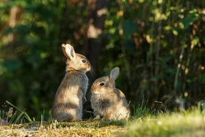 Meet the Pygmy Rabbit: North America’s Smallest and Most Elusive Hare - image 7