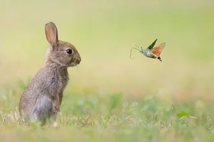 Meet the Pygmy Rabbit: North America’s Smallest and Most Elusive Hare - image 0
