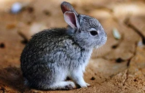 Meet the Pygmy Rabbit: North America’s Smallest and Most Elusive Hare - image 3