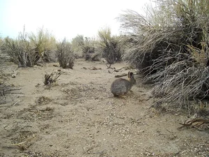 Meet the Pygmy Rabbit: North America’s Smallest and Most Elusive Hare - image 1
