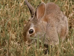 Meet the Pygmy Rabbit: North America’s Smallest and Most Elusive Hare - image 5