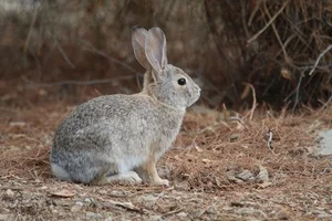 Meet the Pygmy Rabbit: North America’s Smallest and Most Elusive Hare - image 8