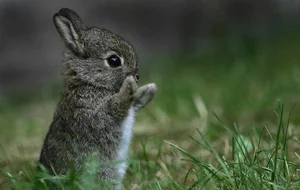 Meet the Pygmy Rabbit: North America’s Smallest and Most Elusive Hare - image 4