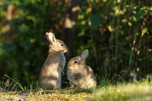 Meet the Pygmy Rabbit: North America’s Smallest and Most Elusive Hare - image 2