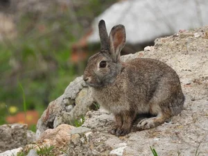 Meet the Pygmy Rabbit: North America’s Smallest and Most Elusive Hare - image 6
