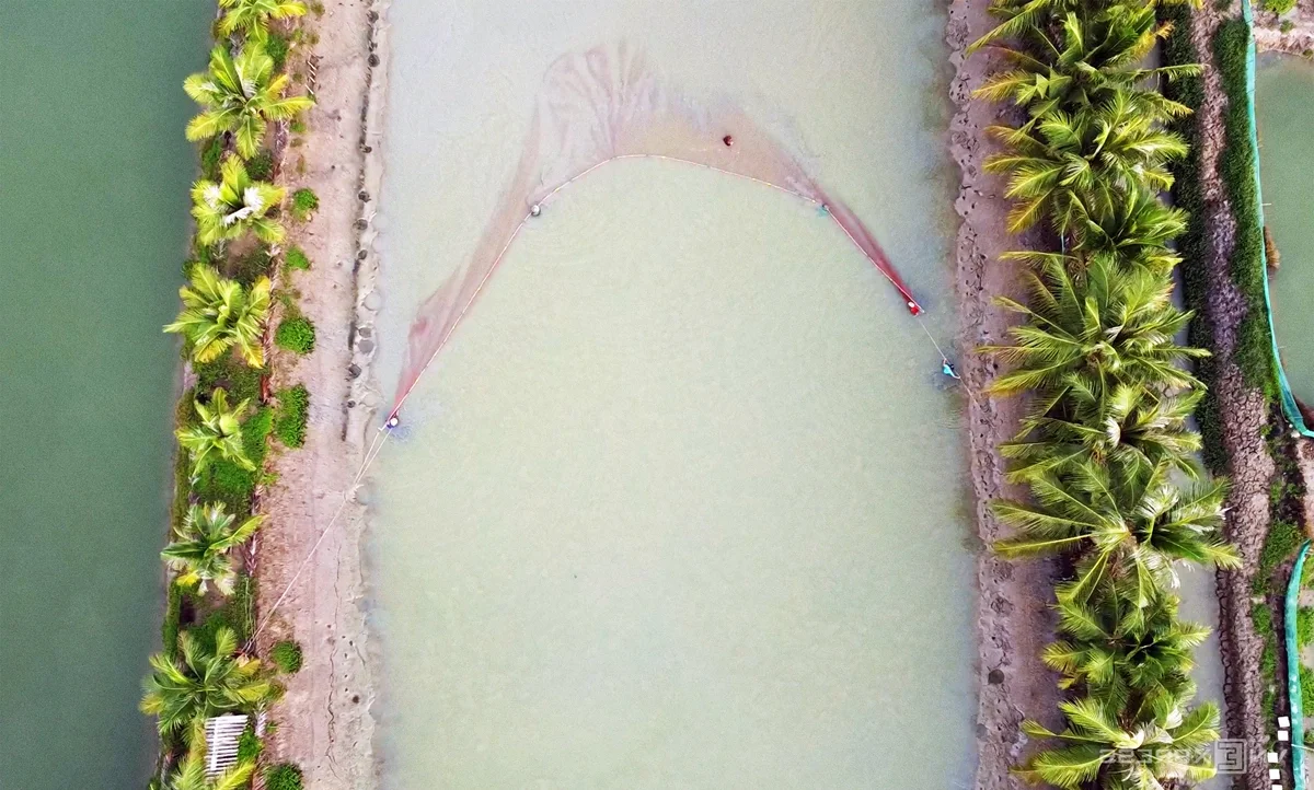 Eel Farming Success: How Mekong Delta Farmers Earn Millions Annually