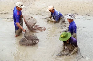 Eel Farming Success: How Mekong Delta Farmers Earn Millions Annually - image 7
