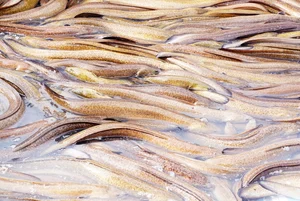Eel Farming Success: How Mekong Delta Farmers Earn Millions Annually - image 6