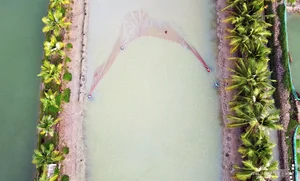 Eel Farming Success: How Mekong Delta Farmers Earn Millions Annually - image 0