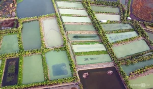 Eel Farming Success: How Mekong Delta Farmers Earn Millions Annually - image 8
