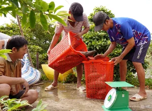 Eel Farming Success: How Mekong Delta Farmers Earn Millions Annually - image 2