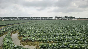 The Spirit of Hon Dau Island: Agricultural Blessings and Cultural Heritage Festivals - image 3