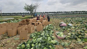 The Spirit of Hon Dau Island: Agricultural Blessings and Cultural Heritage Festivals - image 2