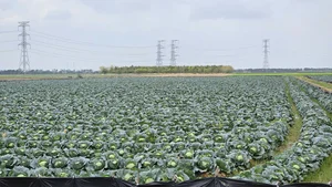 The Spirit of Hon Dau Island: Agricultural Blessings and Cultural Heritage Festivals - image 5