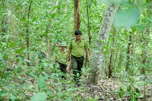 Battling the 'Fire Devils': Protecting Our Vital Border Forests from Destruction - image 0