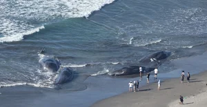 Japan Earthquake and the Phenomenon of Mass Whale Stranding - image 5