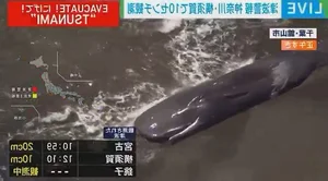 Japan Earthquake and the Phenomenon of Mass Whale Stranding - image 1