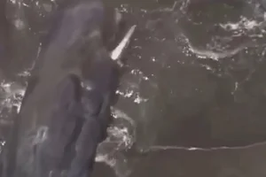 Japan Earthquake and the Phenomenon of Mass Whale Stranding - image 6