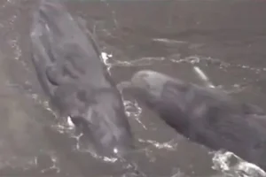 Japan Earthquake and the Phenomenon of Mass Whale Stranding - image 3