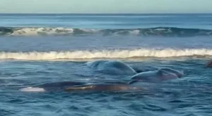 Japan Earthquake and the Phenomenon of Mass Whale Stranding - image 0