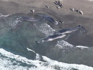 Japan Earthquake and the Phenomenon of Mass Whale Stranding - image 4