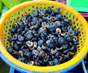 The Mystery of Vietnam's Sacred Mountain Snail - image 7