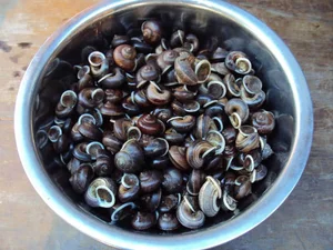 The Mystery of Vietnam's Sacred Mountain Snail - image 11