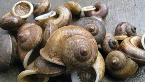 The Mystery of Vietnam's Sacred Mountain Snail - image 10