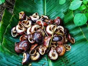 The Mystery of Vietnam's Sacred Mountain Snail - image 0