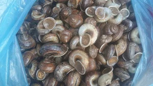 The Mystery of Vietnam's Sacred Mountain Snail - image 5