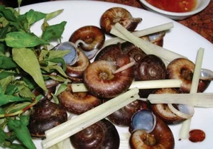 The Mystery of Vietnam's Sacred Mountain Snail - image 8