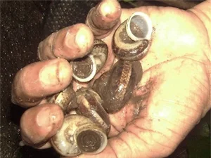 The Mystery of Vietnam's Sacred Mountain Snail - image 6