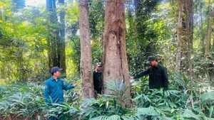 Guarding the Living Treasures: The Brave Rangers of Vietnam's Central Highlands - image 3