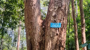 Guarding the Living Treasures: The Brave Rangers of Vietnam's Central Highlands - image 2