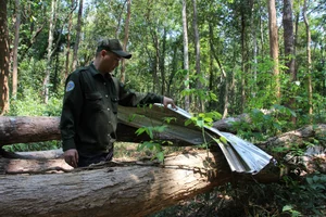 Guarding the Living Treasures: The Brave Rangers of Vietnam's Central Highlands - image 0