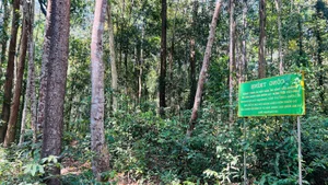 Guarding the Living Treasures: The Brave Rangers of Vietnam's Central Highlands - image 6