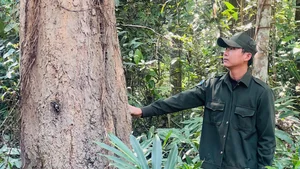 Guarding the Living Treasures: The Brave Rangers of Vietnam's Central Highlands - image 1