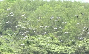 Rare Asian Openbill Storks Flock to Quang Tri in a Spectacular Wildlife Event - image 7