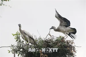 Rare Asian Openbill Storks Flock to Quang Tri in a Spectacular Wildlife Event - image 5