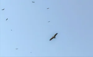 Rare Asian Openbill Storks Flock to Quang Tri in a Spectacular Wildlife Event - image 3